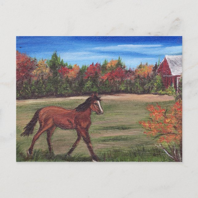 Vykort för Frihet Springa (Framsida)