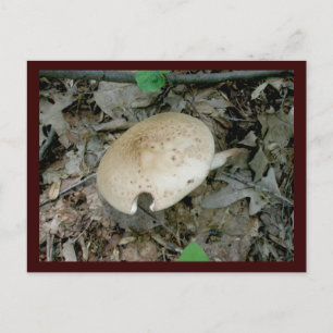vykort för fullt Pillar Mushroom