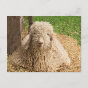 vykort för Fuzzy Baby Angora Goat