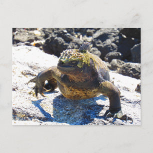 vykort för galapagos iguana-leende