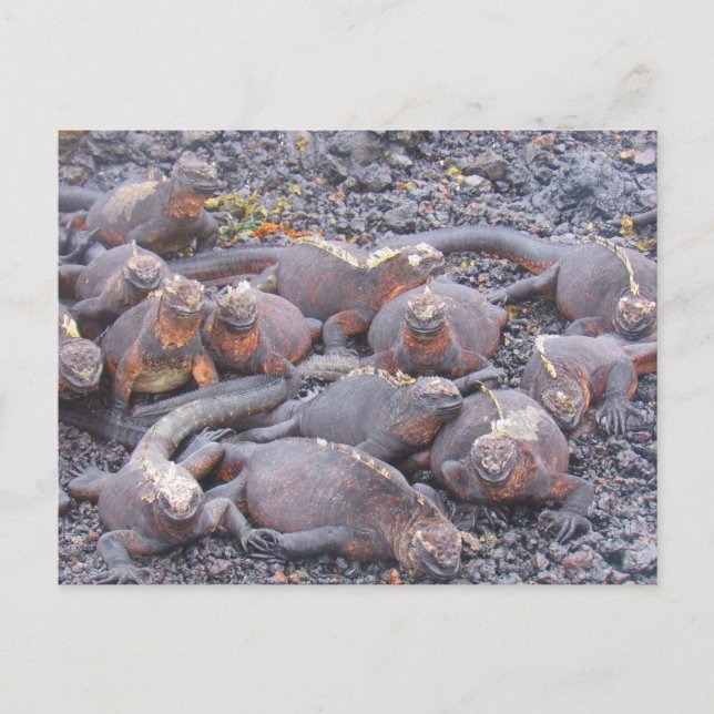 vykort för galapagos iguanas (Framsida)
