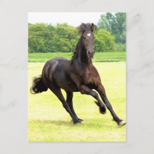vykort för galloping
