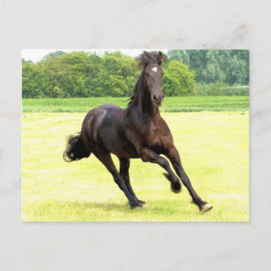 vykort för galloping