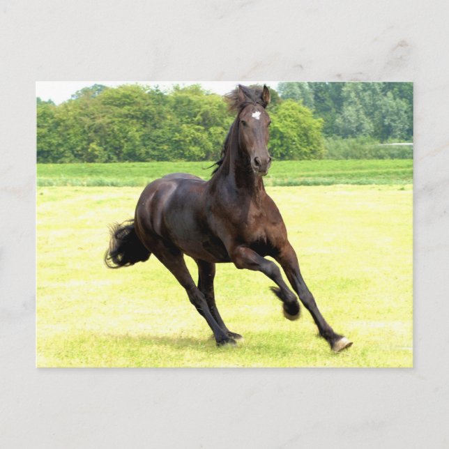 vykort för galloping (Framsida)