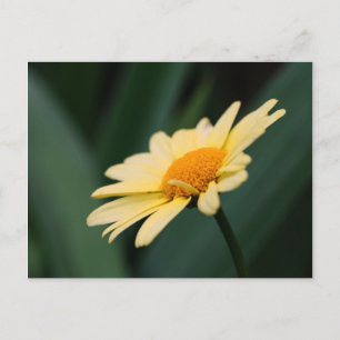 Vykort för glorig Blomsterfotografi av Daisy