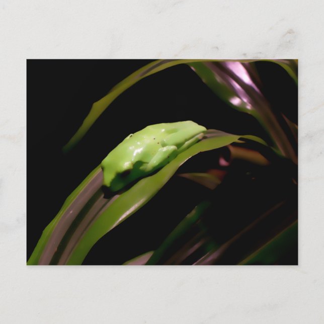 vykort för "Gömma i rakt sikte" (Framsida)