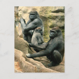 vykort för Gorilla Family