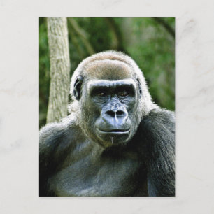 vykort för Gorillaprofil
