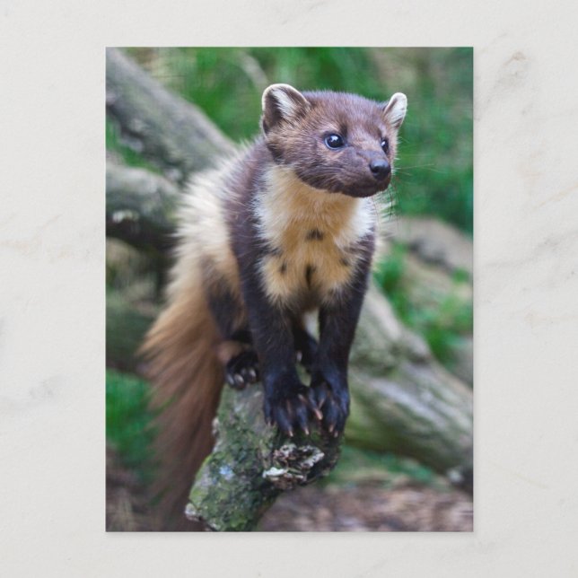 vykort för gräs Marten (Framsida)