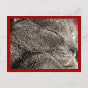 vykort för grått-katt