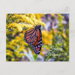 vykort för grattis på födelsedagen monarch Butterf
