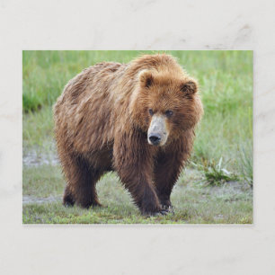 Vykort för grizzly-björn