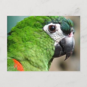 vykort för grönt Parrot