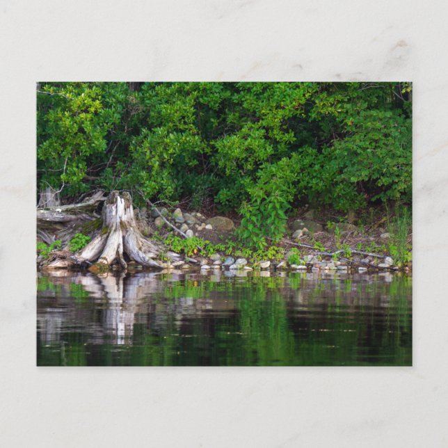 vykort för gröntens reflektioner (Framsida)