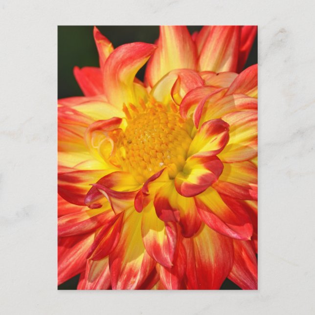 vykort för gult och orange-dahlia-blomma (Framsida)