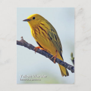Vykort för gult Warbler