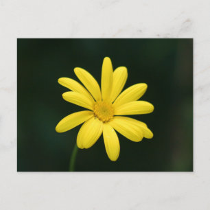 vykort för gultens Daisy