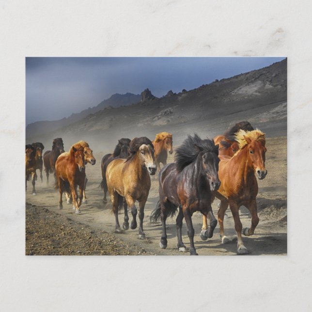 vykort för häst (Framsida)