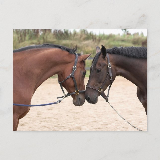 vykort för häst kärlek (Framsida)