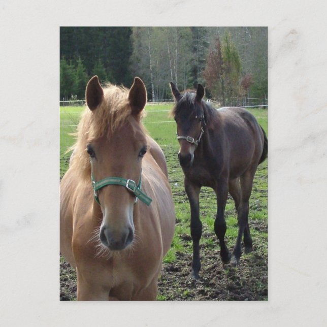 vykort för hästar (Framsida)