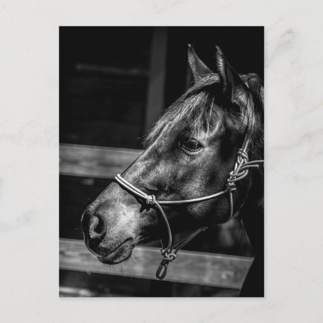 Vykort för hästprofil (Framsida)