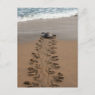 vykort för Hawksbill Turtle Trek