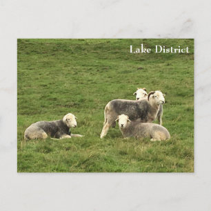 vykort för Herdwick Sheep-distriktet Sjö