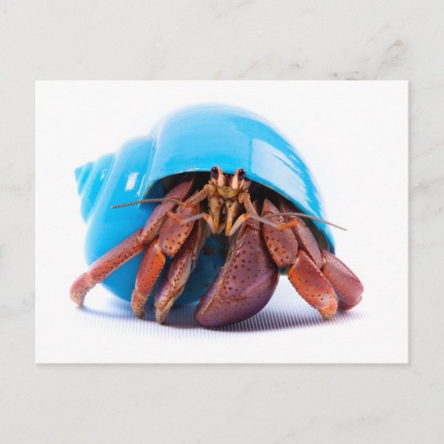 vykort för Hermit Crab (Framsida)