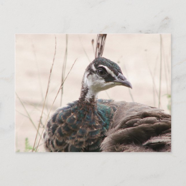 vykort för honungspeafowl (Framsida)
