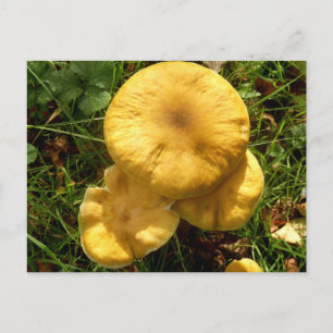 vykort för honungsungus Mushroom