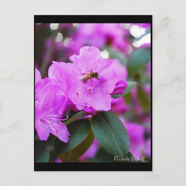 vykort för humla (Framsida)