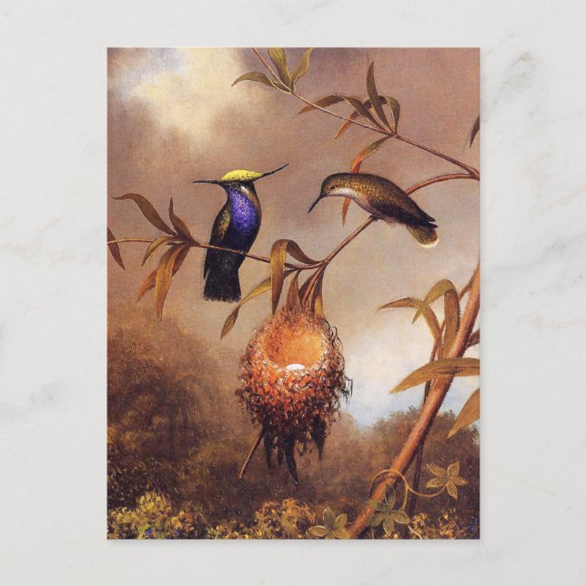 vykort för hummingbird-familjen (Framsida)