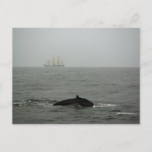 vykort för Humpback Whale och Tall Frakt-vykort