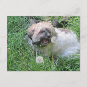 vykort för "Hund Day Dreams"