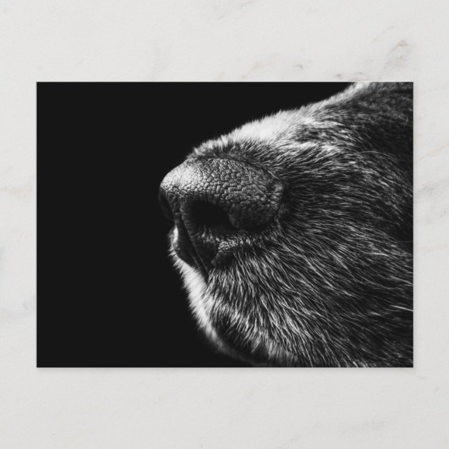 vykort för hund Sniffer (Framsida)