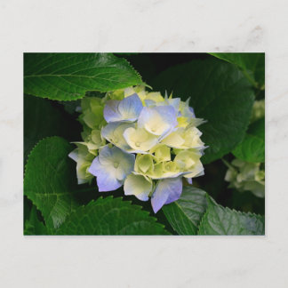 vykort för hydrangea