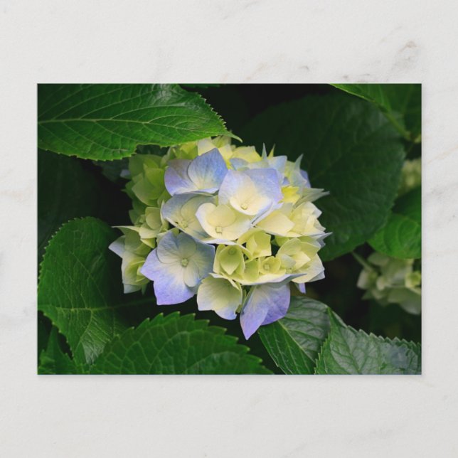 vykort för hydrangea (Framsida)
