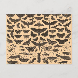 Vykort för insektillustrationvintage