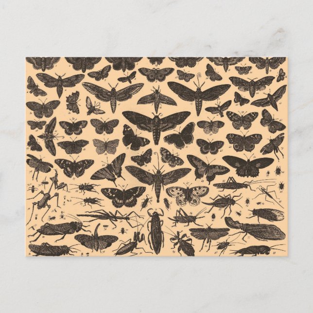Vykort för insektillustrationvintage (Framsida)