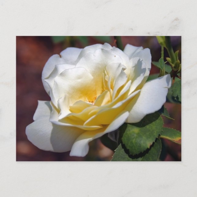 Vykort för inspirationsblooming (Framsida)