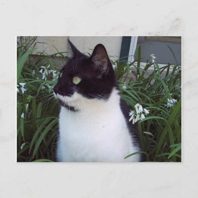 vykort för katt (Framsida)
