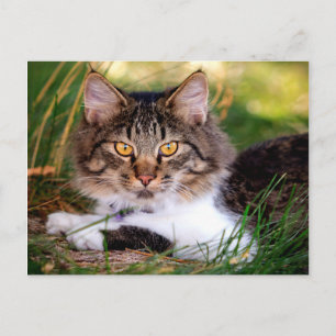 vykort för katt