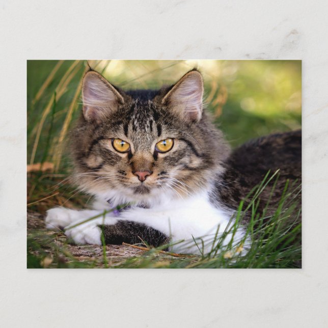 vykort för katt (Framsida)