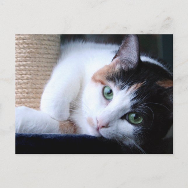 Vykort för katt med klåda. (Framsida)