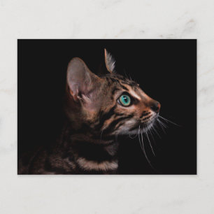 vykort för kattunge