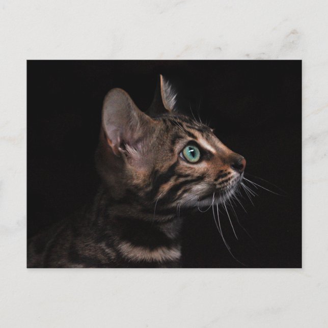 vykort för kattunge (Framsida)