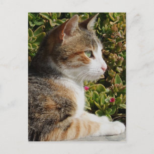 vykort för kattunge