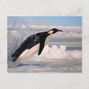 vykort för kejsarktiska och antarktiska penguin