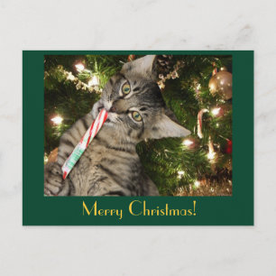 vykort för Kimber Cat Eats Candy cane