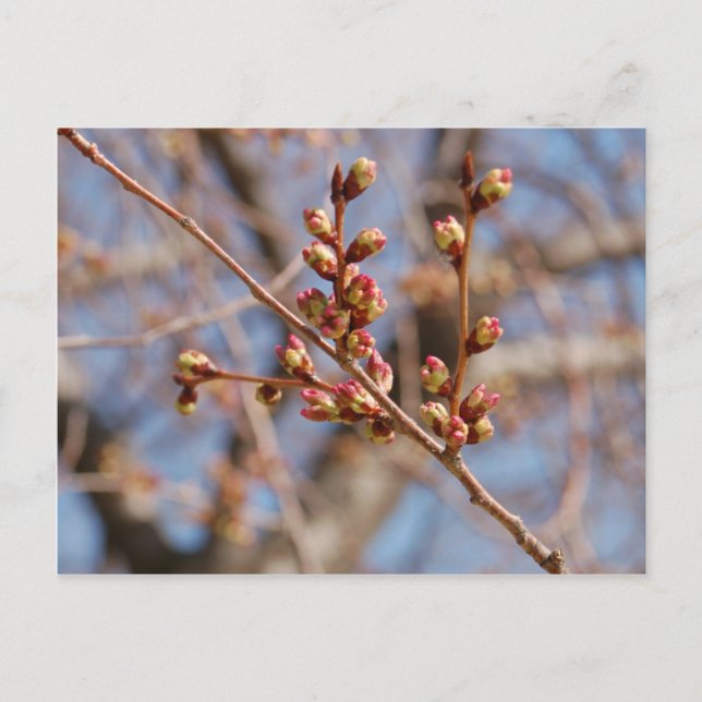 vykort för körsbärs blommar (Framsida)